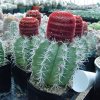 Melocactus_pachycanthus